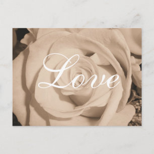 Old Rose Postcard