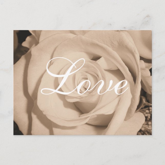 Old Rose Postcard (Front)