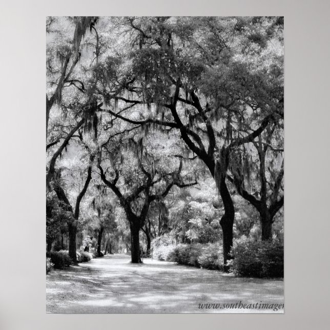 Old Southern Walkway Poster (Front)