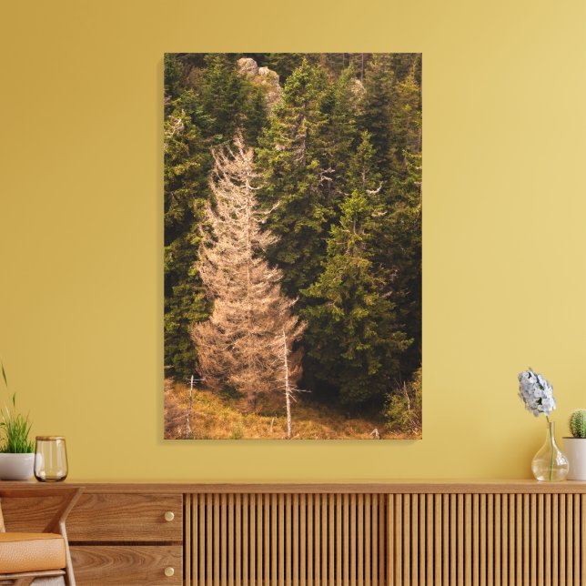 Old spruce tree standing proud canvas print (Insitu(LivingRoom))