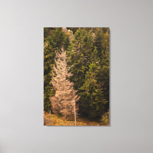 Old spruce tree standing proud canvas print