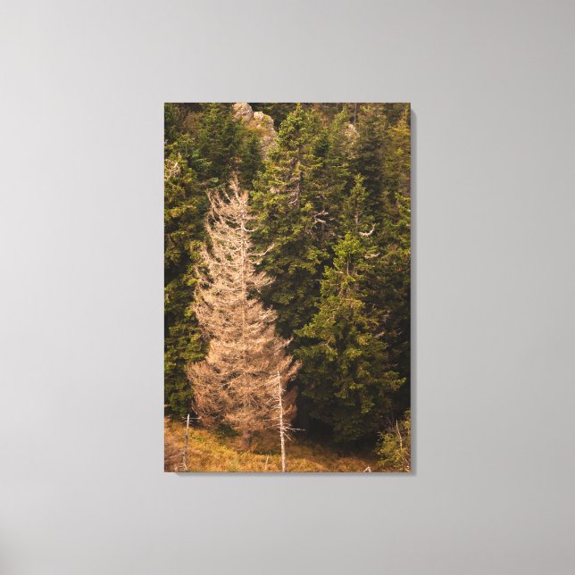 Old spruce tree standing proud canvas print (Front)