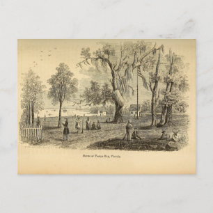 Old Tampa Bay Postcard