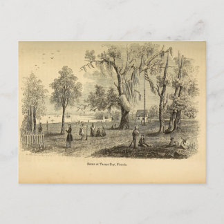 Old Tampa Bay Postcard