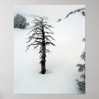 Old tree at Mt. Bachelor Poster