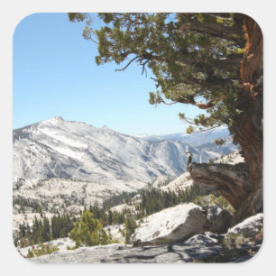 Old Tree at Yosemite National Park Square Sticker