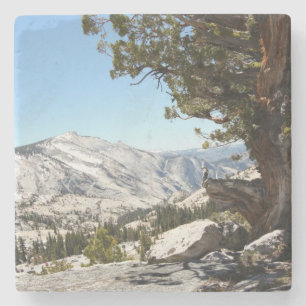 Old Tree at Yosemite National Park Stone Coaster