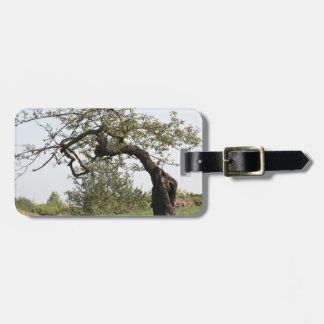 Old tree in Italy Luggage Tag