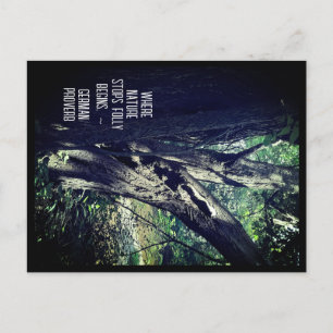 Old Tree in the Woods & German Proverb Postcard