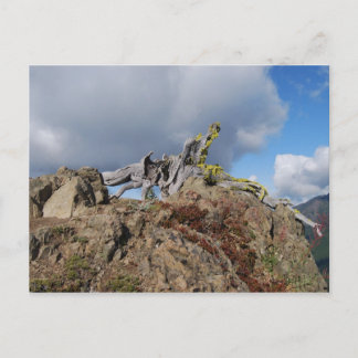 old tree on a mountain postcard