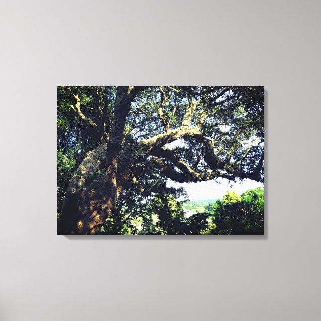 Old Tree Photo Single Print (Front)