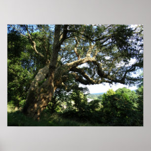 Old Tree Photo Value Poster Paper (Matte)