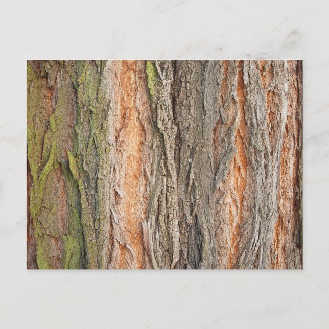 old tree postcard (Front)