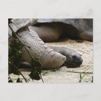 Old Turtle Postcard