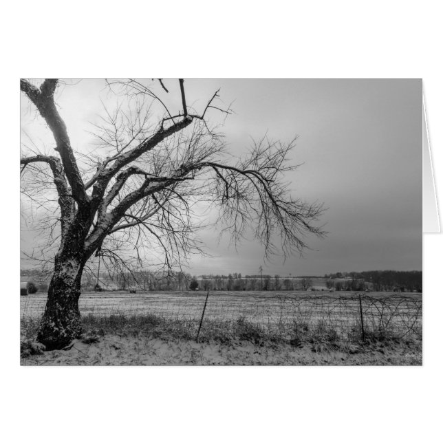 Old Winter Tree Grayscale (Front Horizontal)