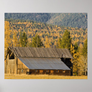 Old wooden barn with autumn tamaracks near poster