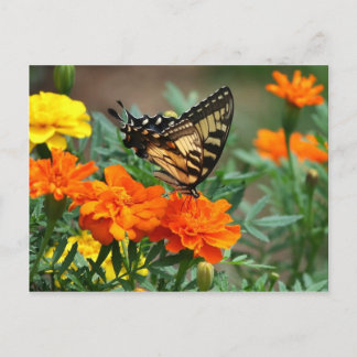 Old World Swallowtail Butterfly Papilio Machaon Postcard