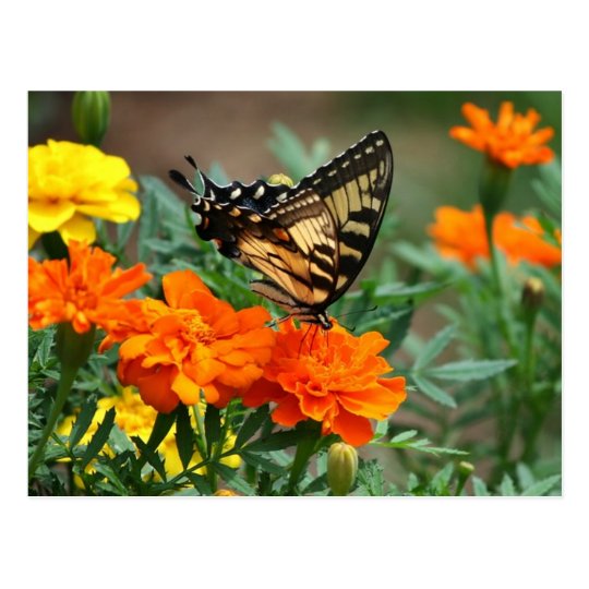 Old World Swallowtail Butterfly Papilio Machaon Postcard