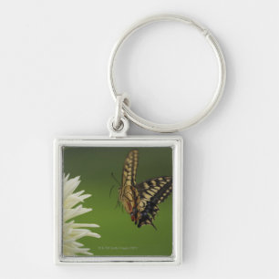 Old World Swallowtail Flying Key Ring
