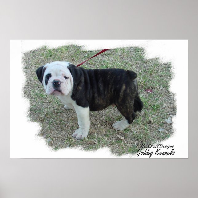 Olde English Bulldogge Puppy Poster (Front)