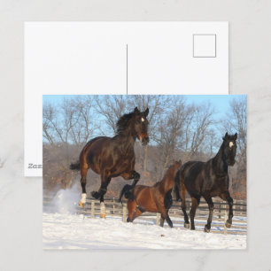 Oldenburg and Hanoverian Mares In Snow Postcard