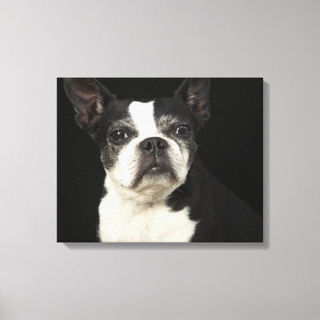 Older Bosten Terrier on black background Canvas Print (Front)