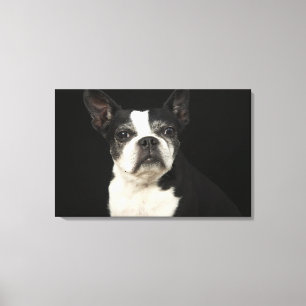 Older Bosten Terrier on black background Canvas Print