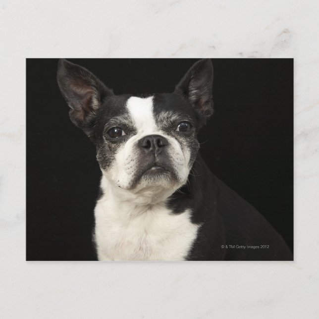 Older Bosten Terrier on black background Postcard (Front)