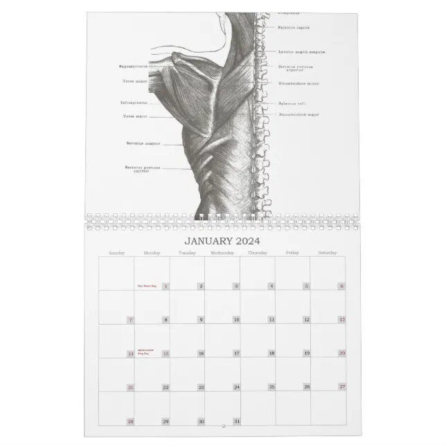 OldSchool Anatomy Calendar Zazzle