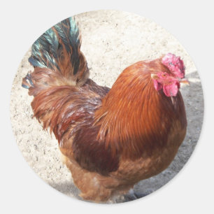 Ole Red Rooster Classic Round Sticker