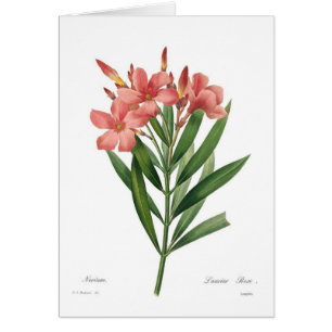 Oleander