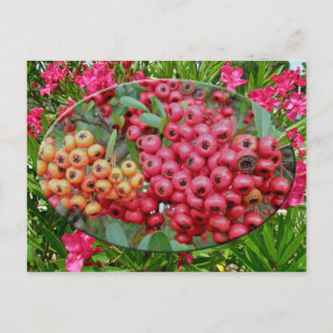 Oleander Blossoms & Berries Coordinating Items Postcard