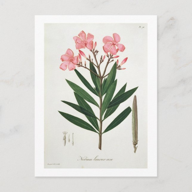 Oleander from 'Phytographie Medicale' by Joseph Ro Postcard (Front)