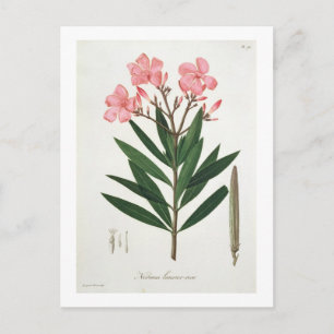 Oleander from 'Phytographie Medicale' by Joseph Ro Postcard