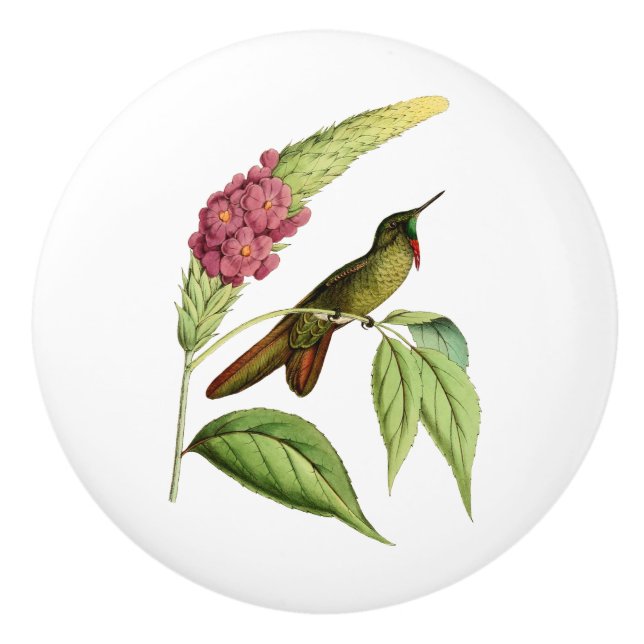 Olivaceous Thorn Bill Hummingbird Ceramic Knob (Front)