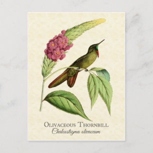 Olivaceous Thornbill Hummingbird Vintage Art Postcard