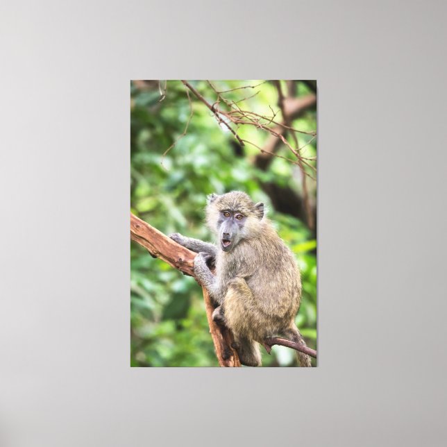 Olive baboon in tree canvas print (Front)