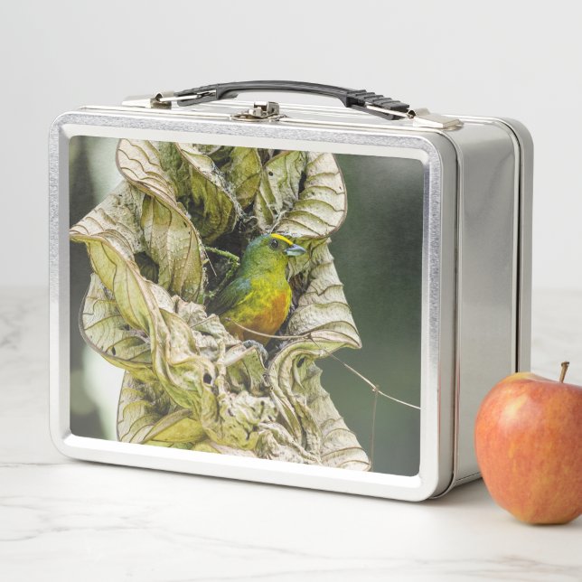 Olive Backed Euphonia, Wildlife Avian Photography Metal Lunch Box (In Situ)