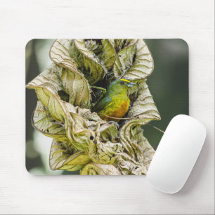 Olive Backed Euphonia, Wildlife Avian Photography Mouse Mat