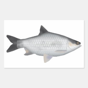 Olive Barb Rectangular Sticker