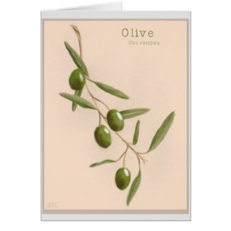Olive Branch