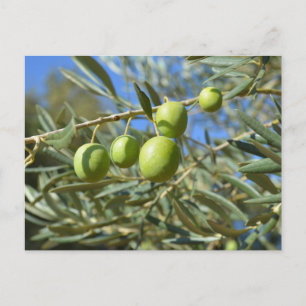 Olive branch postcard