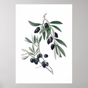Olive branches poster