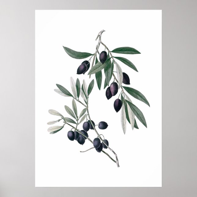 Olive branches poster (Front)