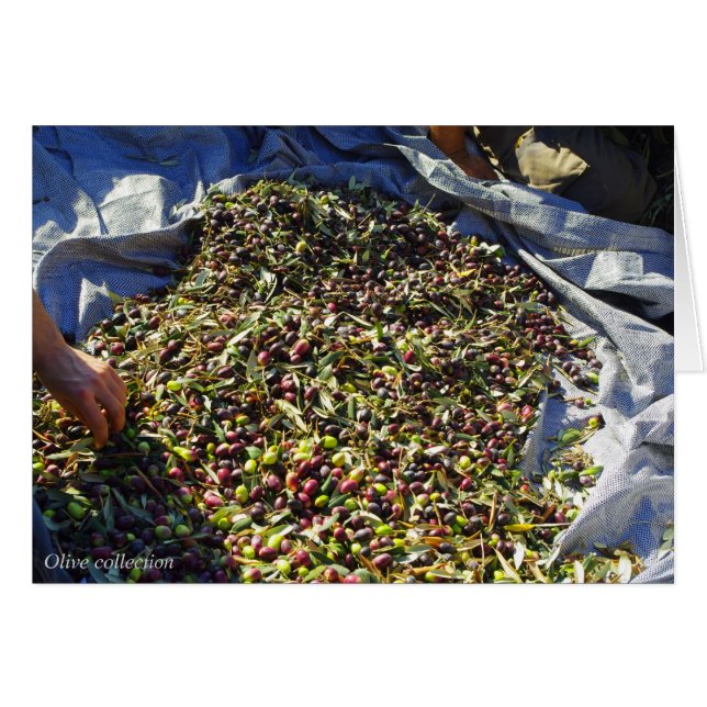 Olive collection (Front Horizontal)