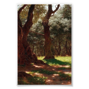 Olive Forest in Cap Saint Martin Photo Print