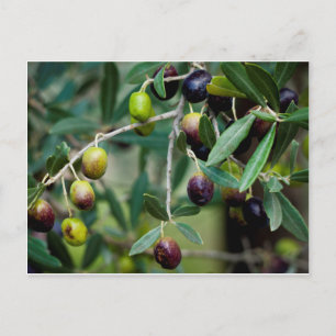 Olive Fruit Growing on the Tree Postcard