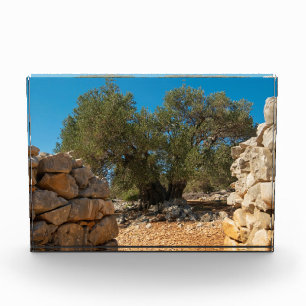Olive Gardens of Lun Photo Block
