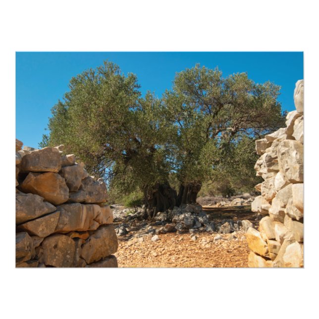 Olive Gardens of Lun Photo Print (Front)