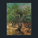 Olive Grove by Vincent van Gogh Postcard<br><div class="desc">Olive Grove by Vincent van Gogh is a vintage fine art post impressionism landscape nature painting. An orchard of fruit trees on a farm during the summer. It is one of over a dozen landscapes of olive trees that van Gogh painted while living in the south of France. About the...</div>